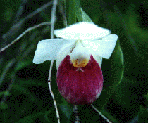 Cypripedium reginae